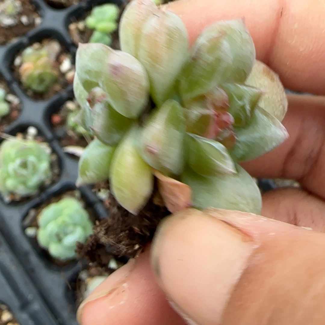 小卡拉米糖心一物一拍