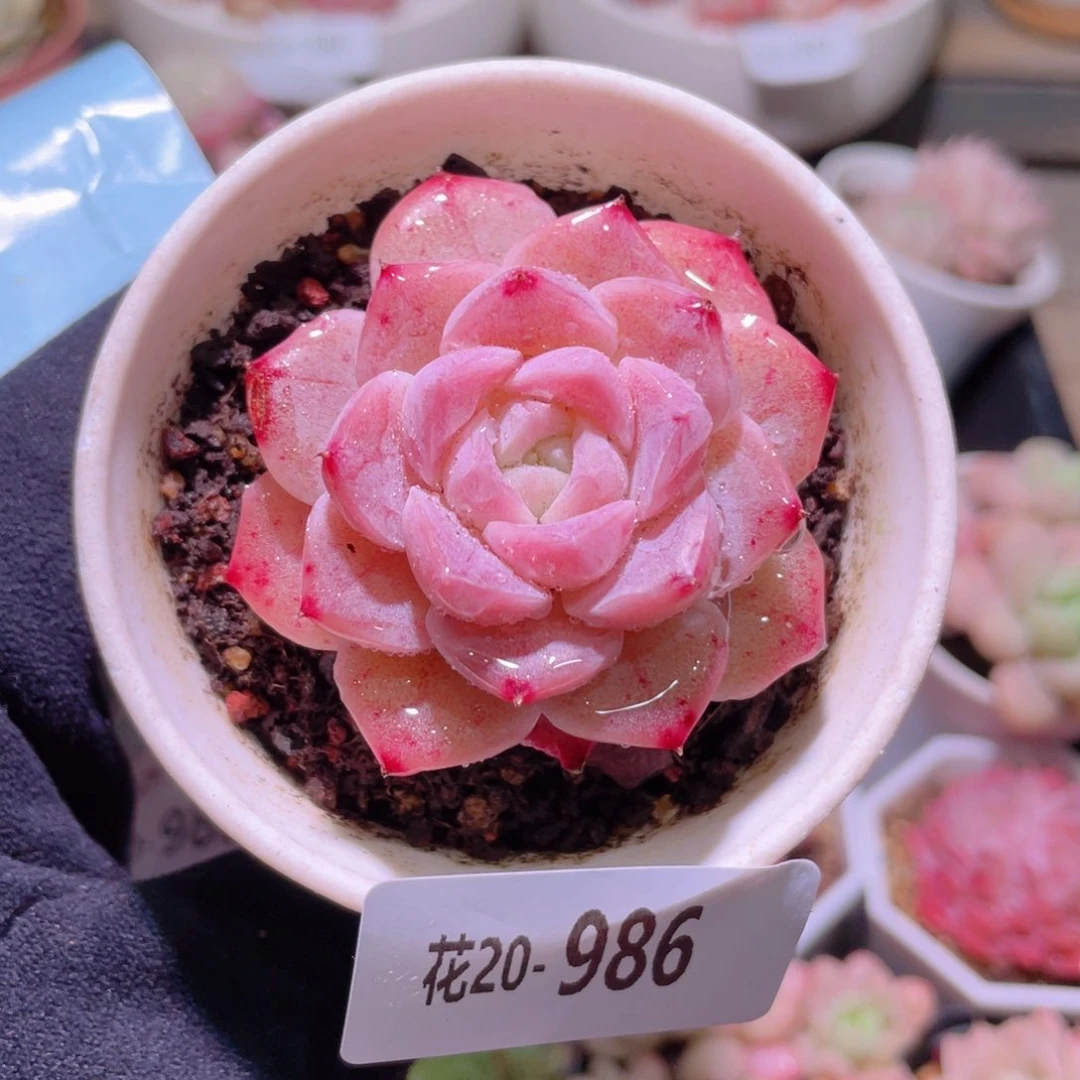 花利美20-986新品