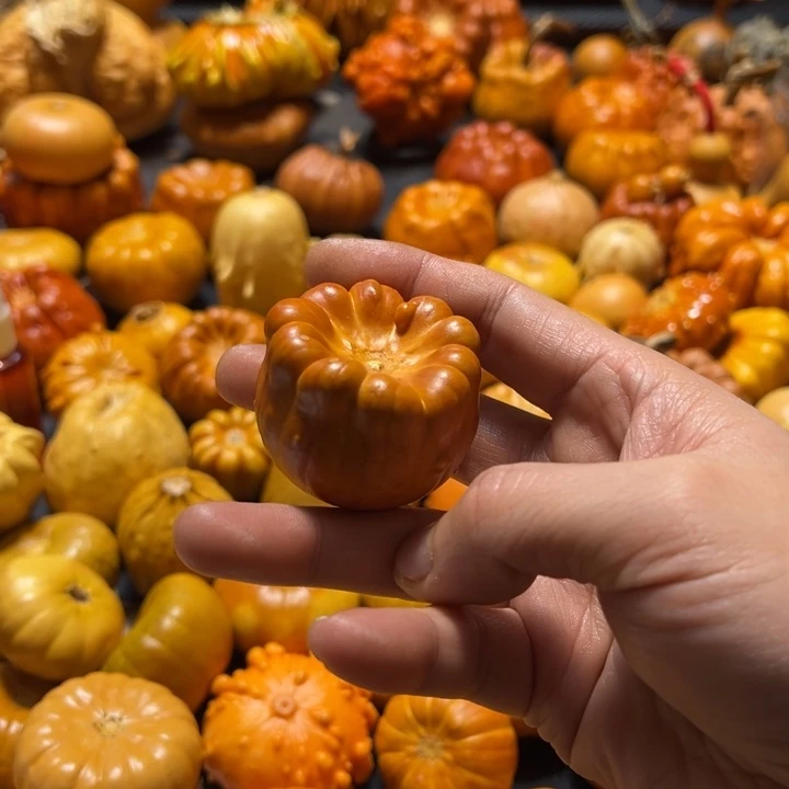 C*迷聚宝盆墨西哥葫芦