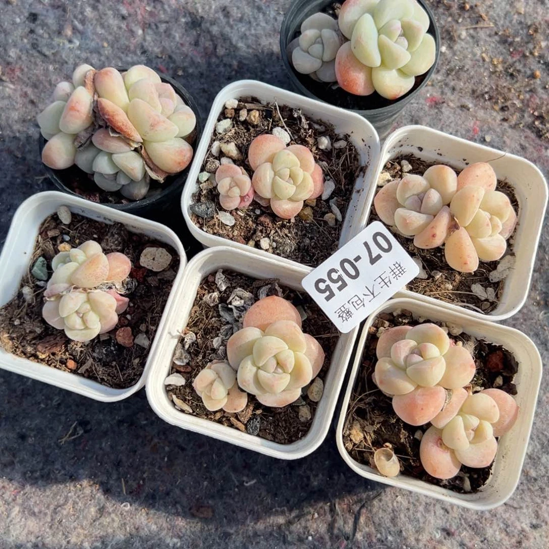 小卡拉米糖心一物一拍7-55