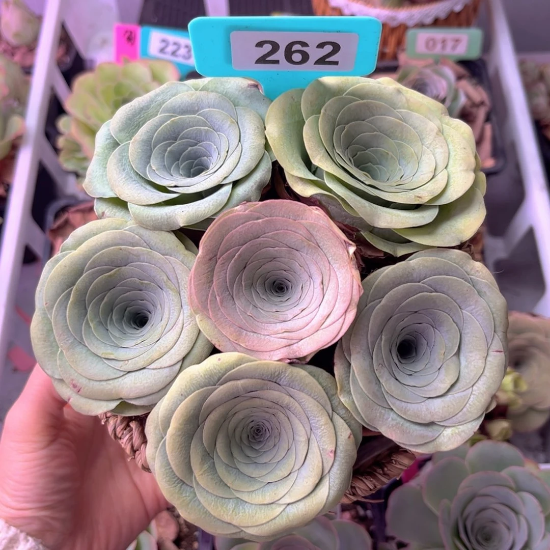 花朵脸玫瑰花篮262 6颗裸根发