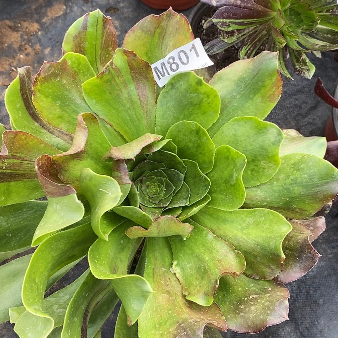 801花斑鹿多肉植物