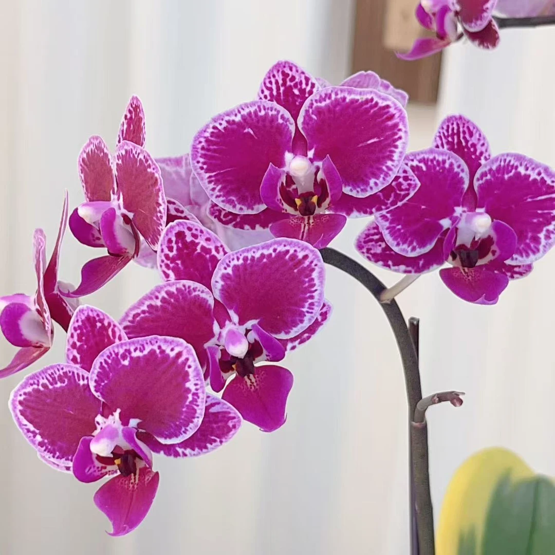 A08【蔓越莓】室内绿植花卉 好养易活蝴蝶兰