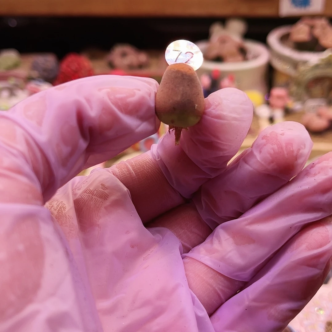 72号胖墩草莓蛋糕已修根