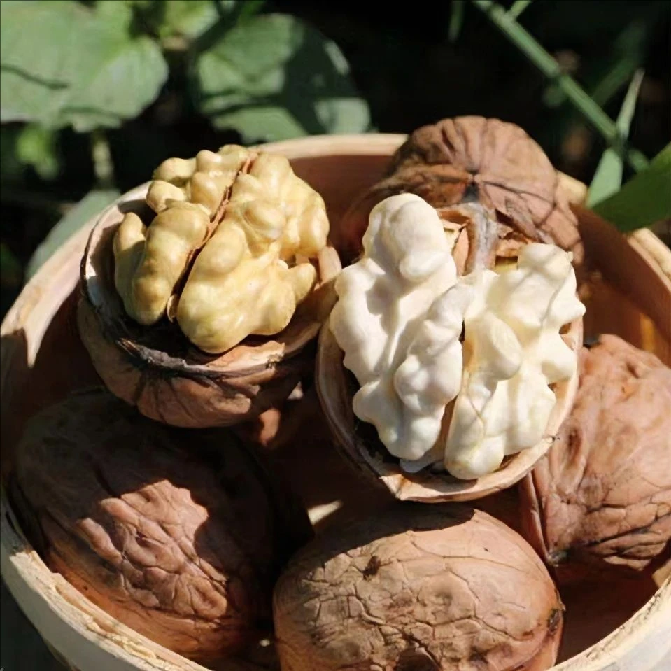 【顺丰/京东】陕西新鲜湿核桃 手工去青皮 须冰箱冷藏储存 送货上门