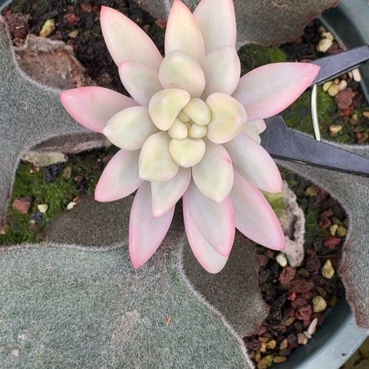 蜜桃啵啵一物一拍