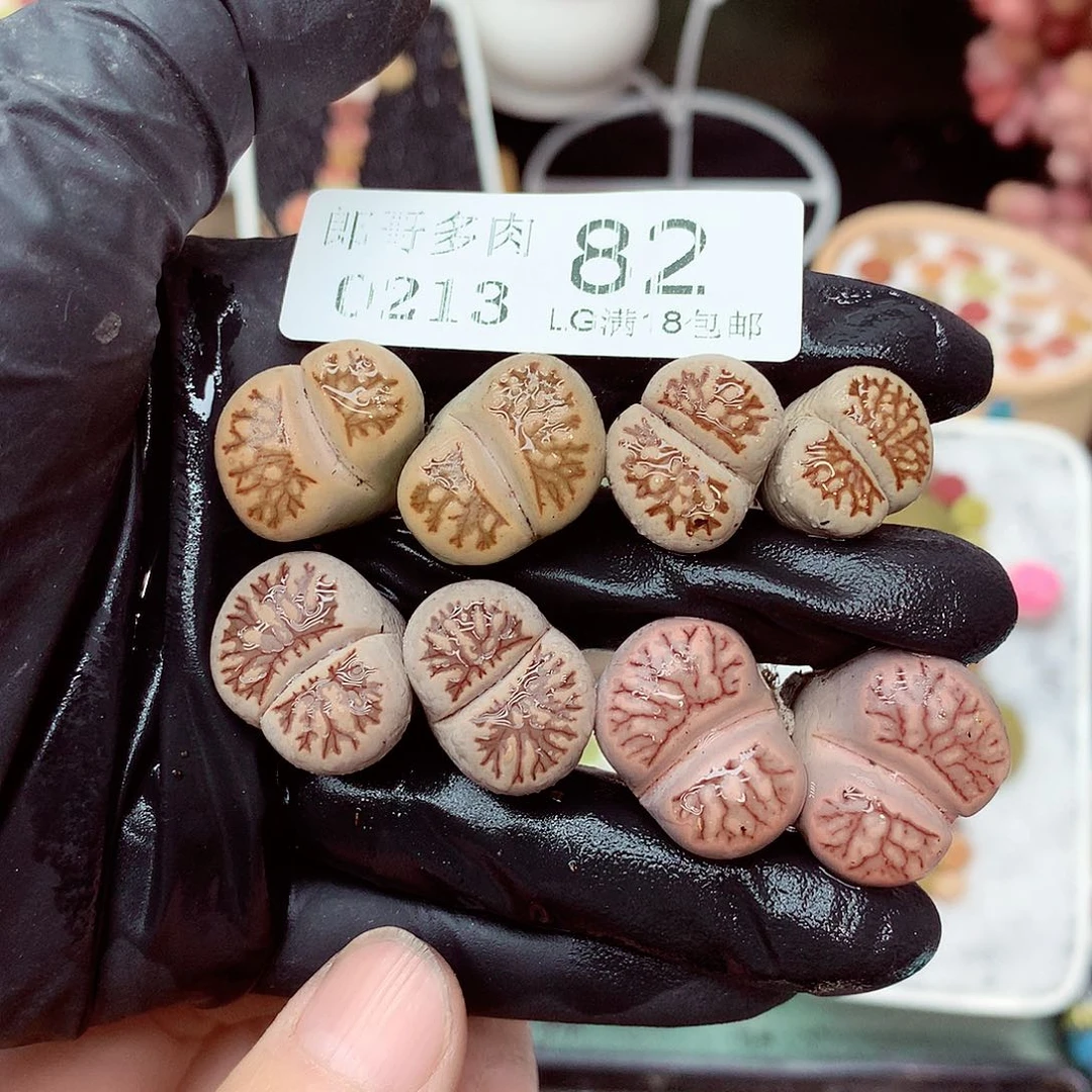 郎哥多肉生石花13-82