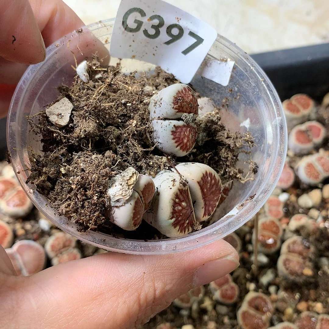 俏*吖G397多肉植物保护