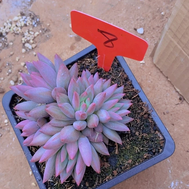 这个点就困着看电视