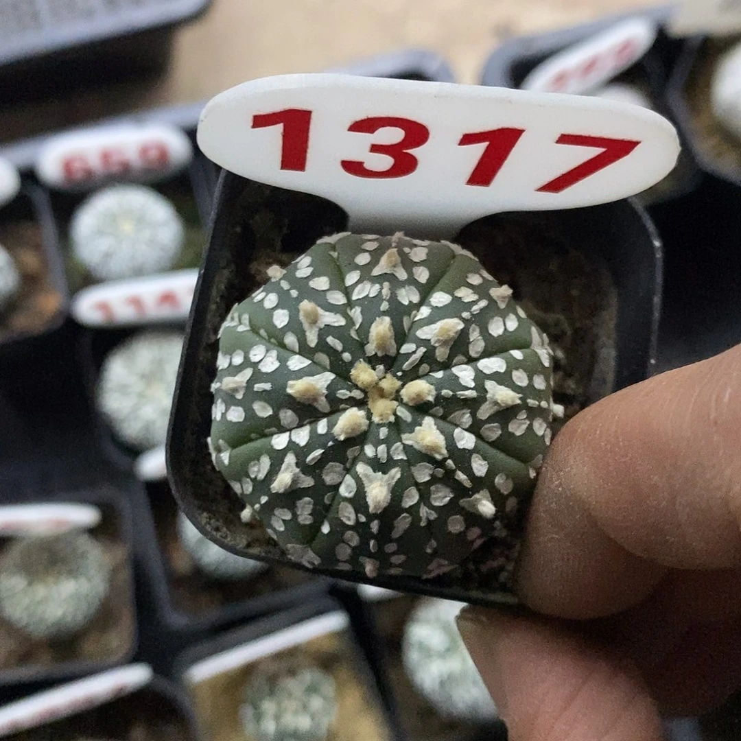 1317福利特价来了