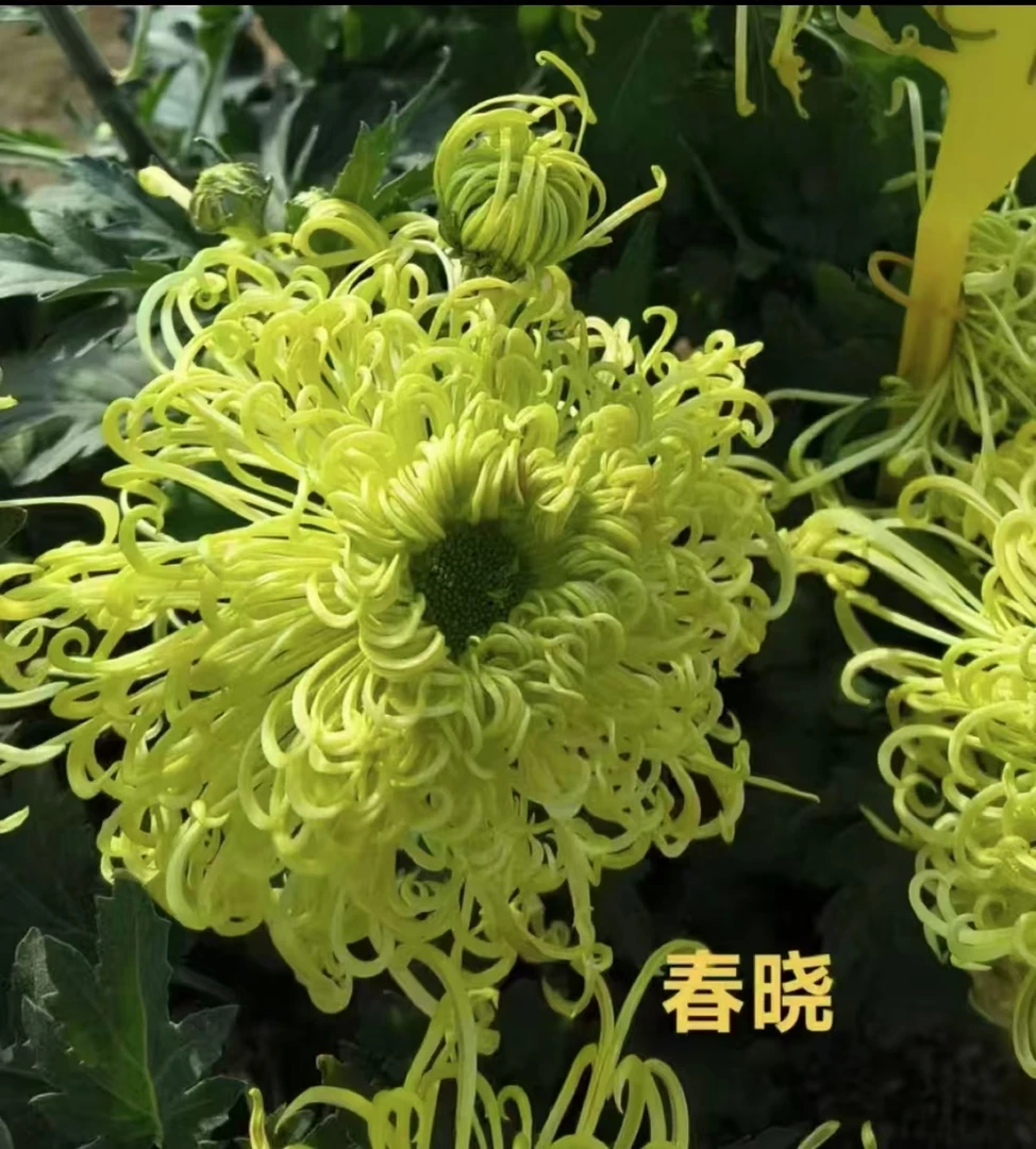 【春晓】稀有品种 高端菊花 精挑细选 原盆原土发货