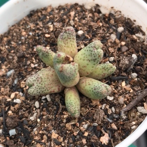 多肉肉锥 10头草莓斑马