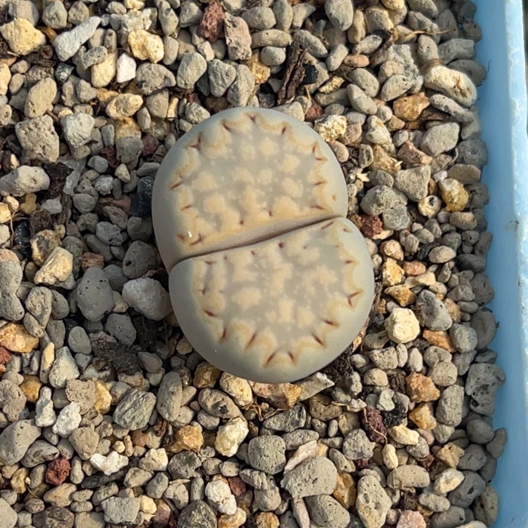 9356金边饼干一颗2.3