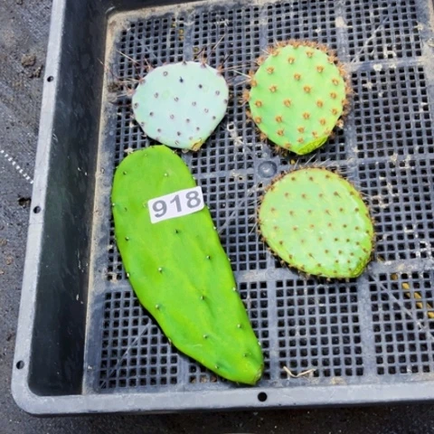 918缘拘花火胭脂胜利塔