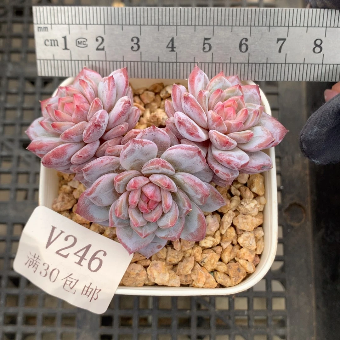 246。玉芙蓉三头小脸老桩。