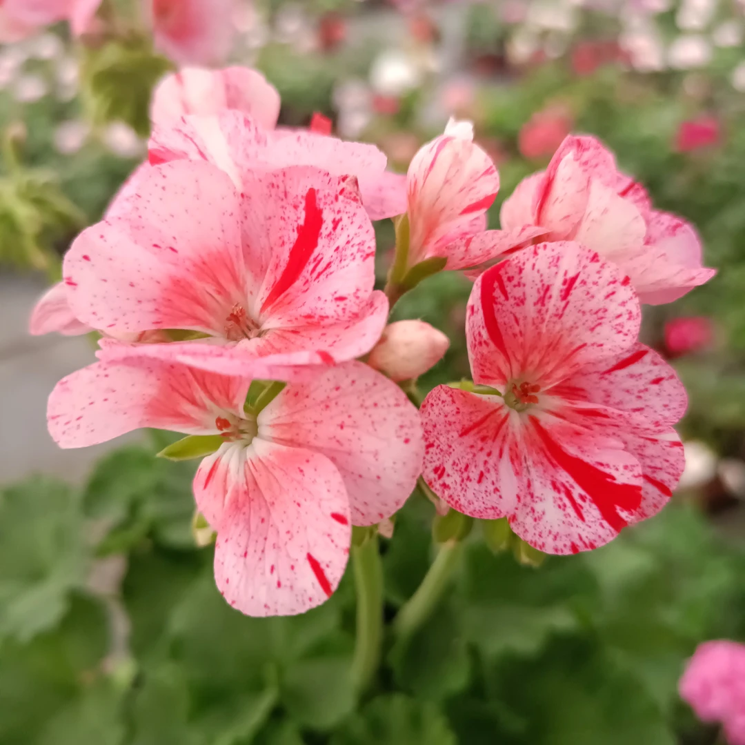 马赛克红耐热勤花四季开花