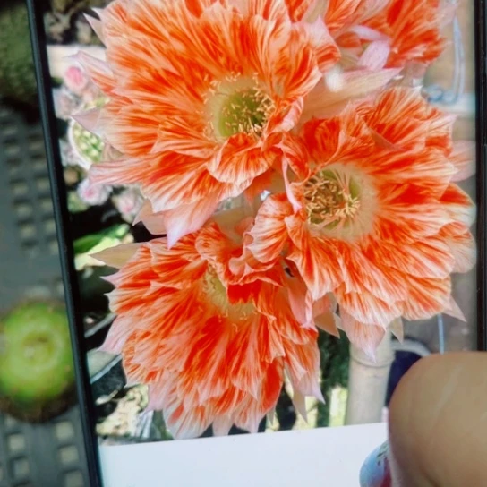 下37丽花五花肉歪无根侧芽3公分左右20包邮