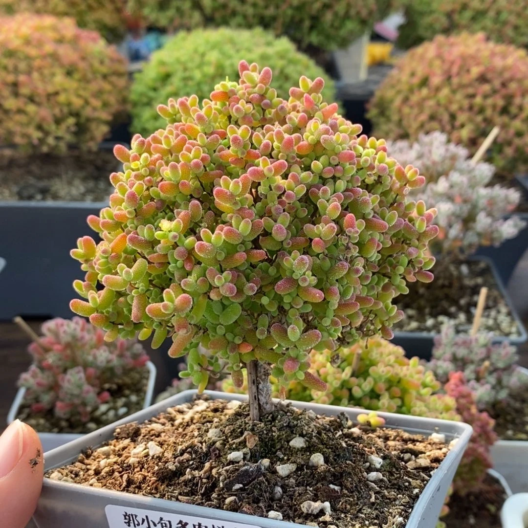 紫***兰蜜橘糖球4358枝干番杏