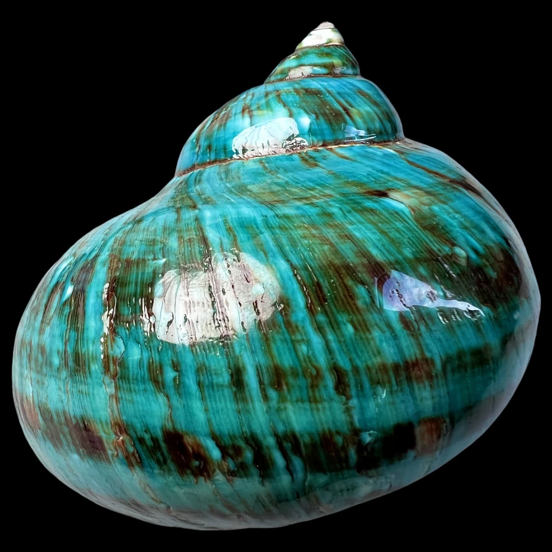 【帝王螺杯（精品）】92.5mm 赠1串杯托 天然贝壳 B33