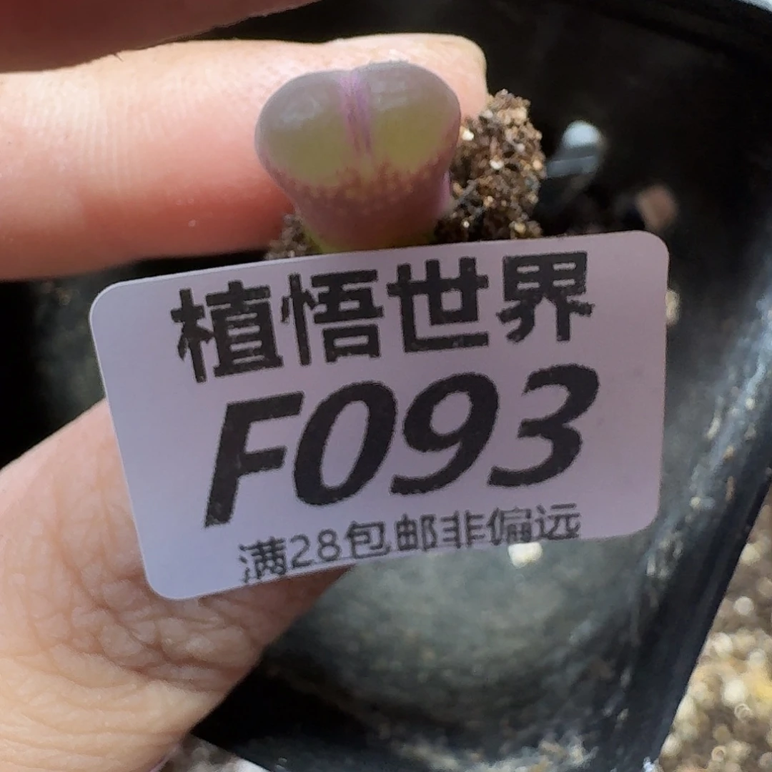 多肉植物的润泽fgb