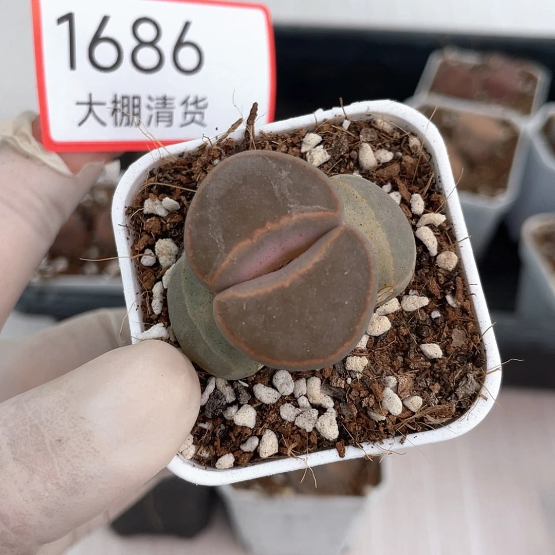 1686大棚清仓甩卖了