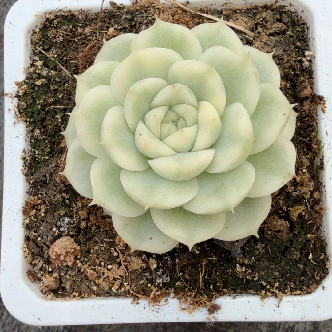 麦秆锦。国庆福利翻倍