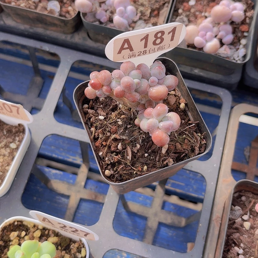 A181苹果啊你一物一拍