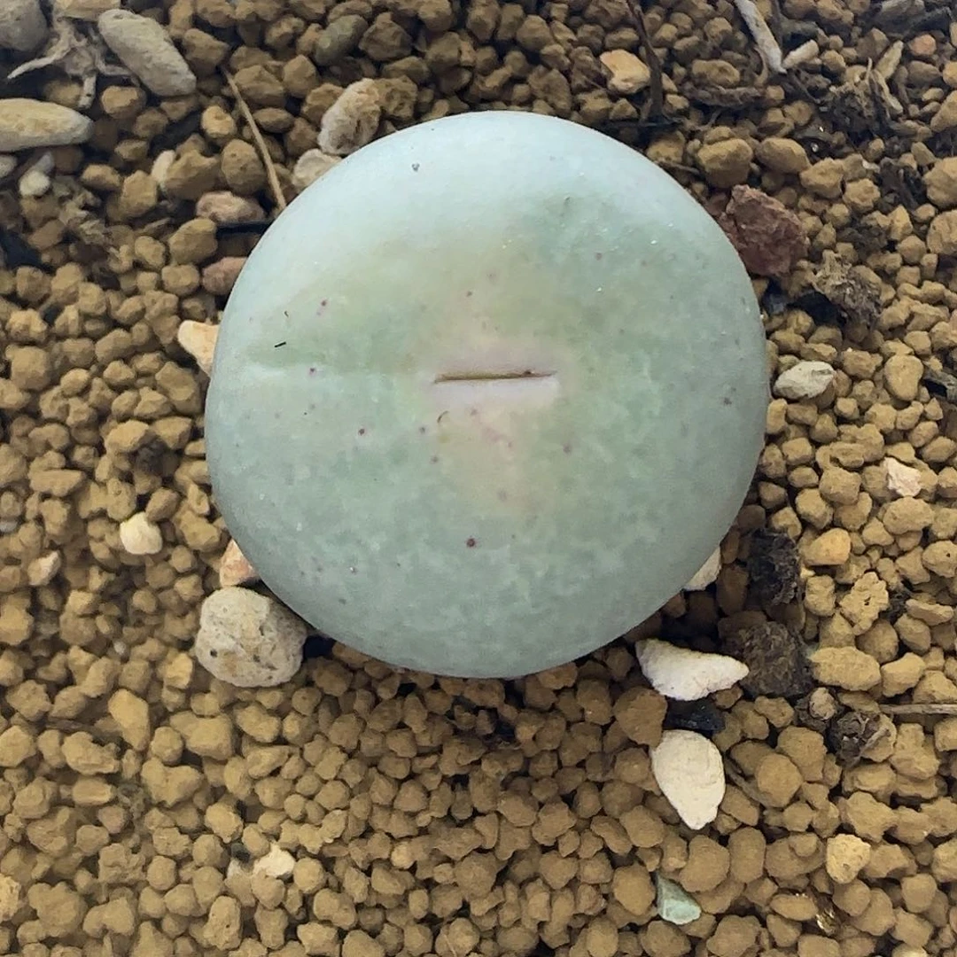 1.89厘米v嘴带盆土发货
