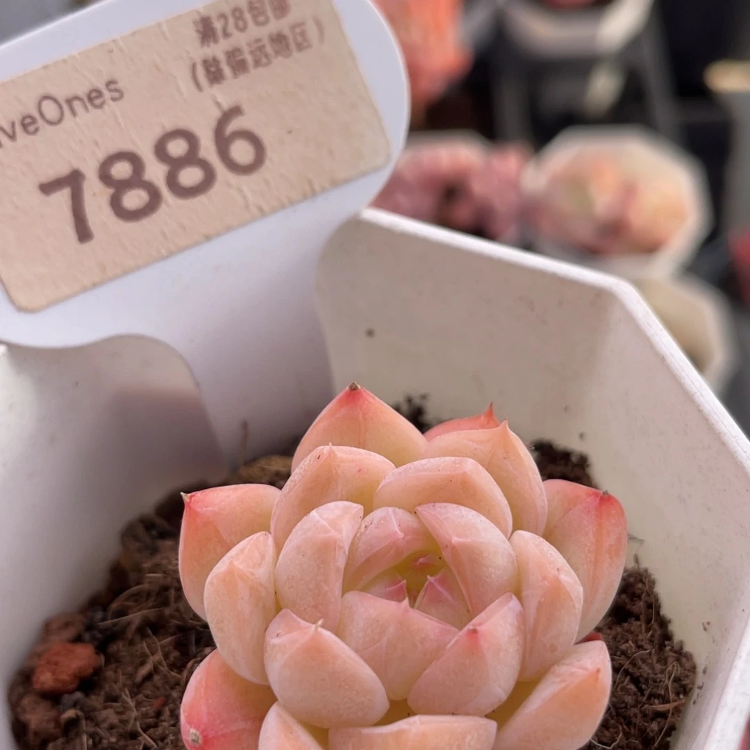 女王麦7886-3.8厘米