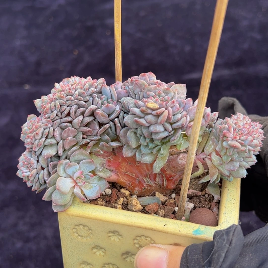 C***～星星橙 天天开心微瑕