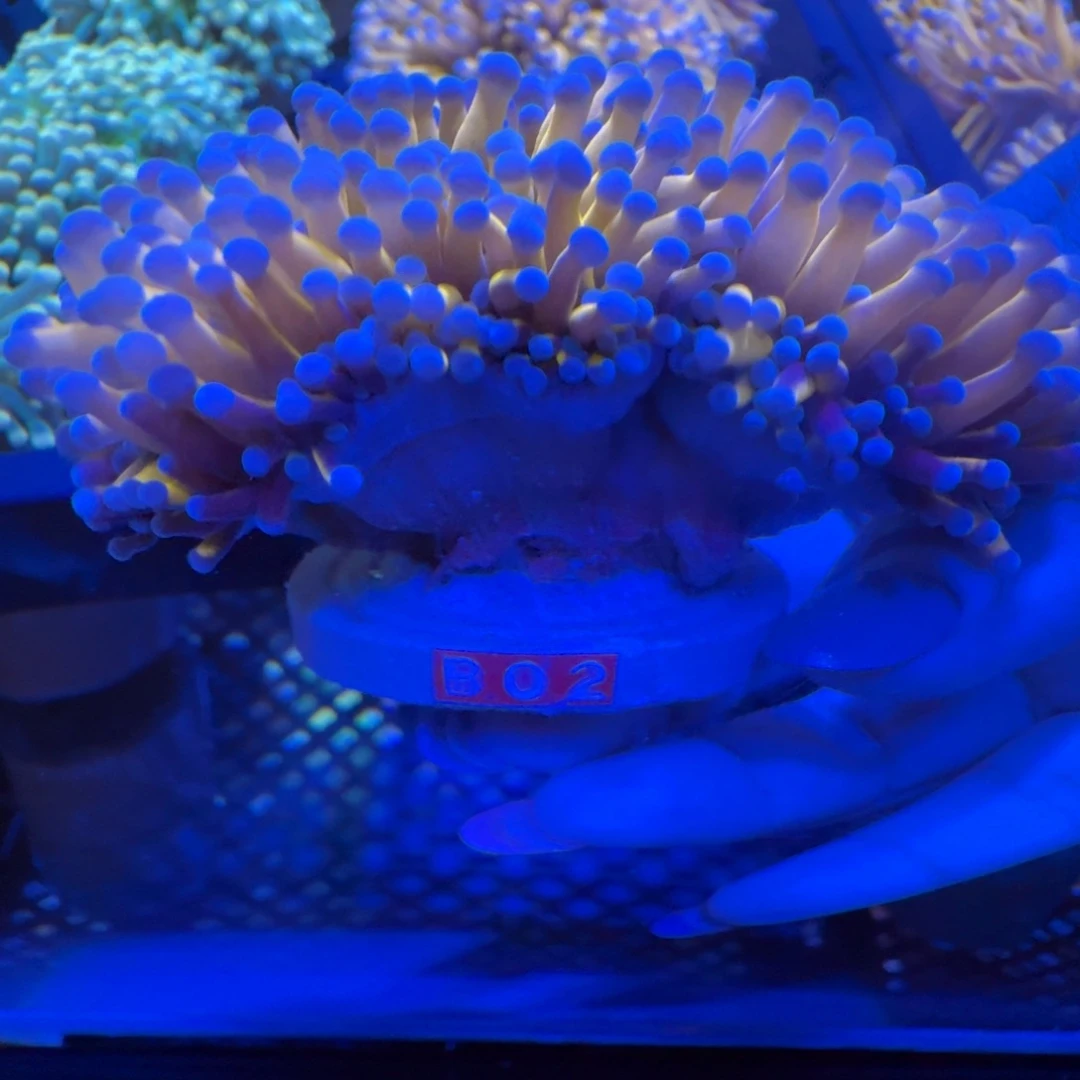 格***1菇珊瑚A60补差价换B02