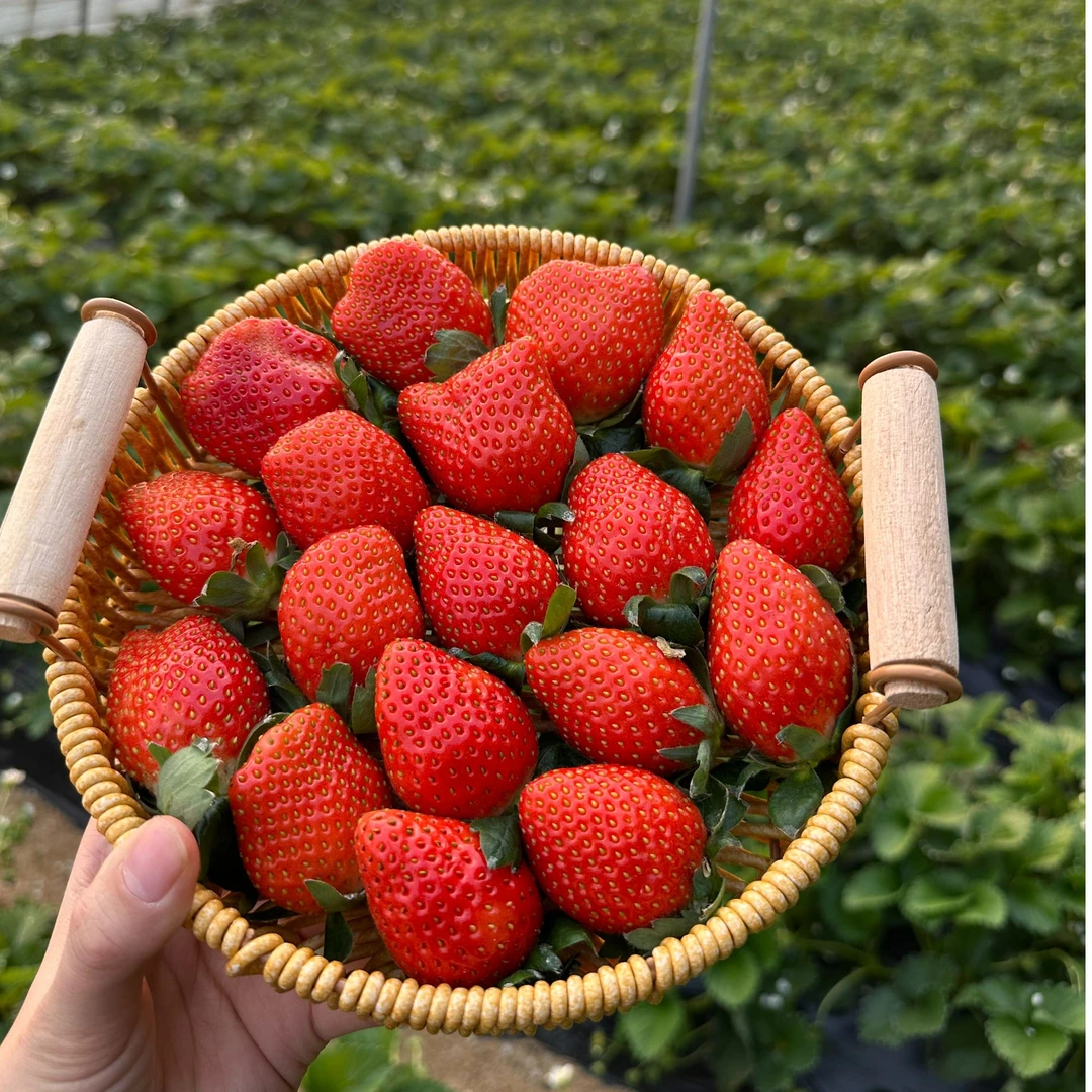 正宗香野隋珠草莓 花香草莓香野隋珠纯甜 顺丰空运次日达