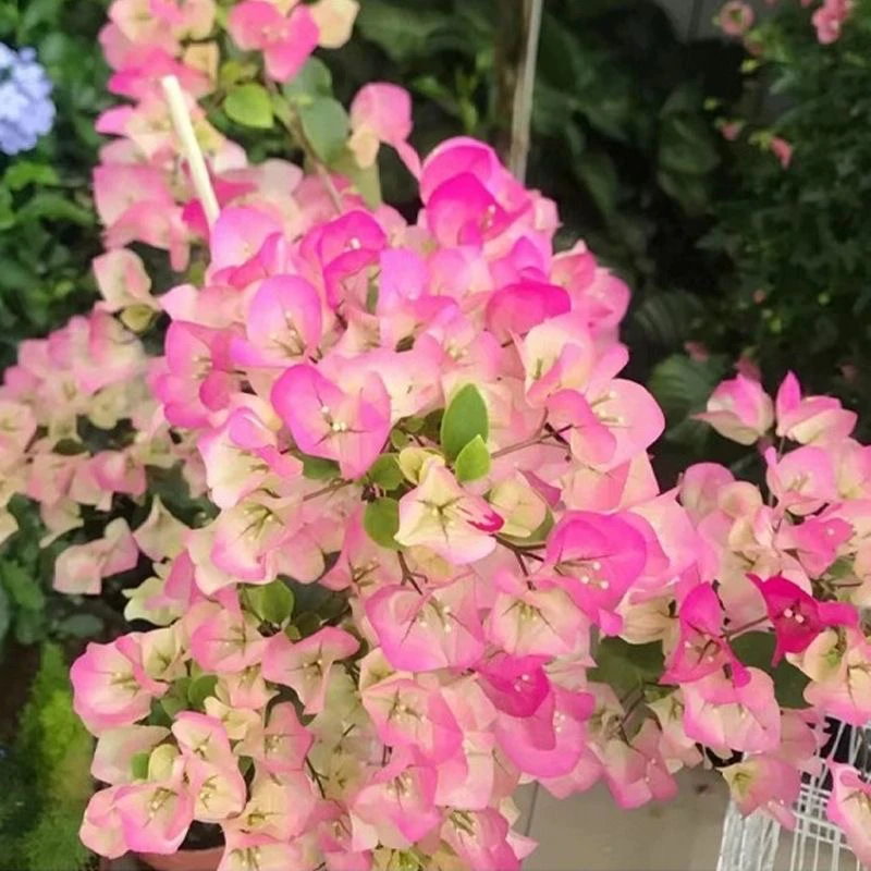 百变绿樱带花苞6-8年原盆原土发货 三角梅发货四季开花