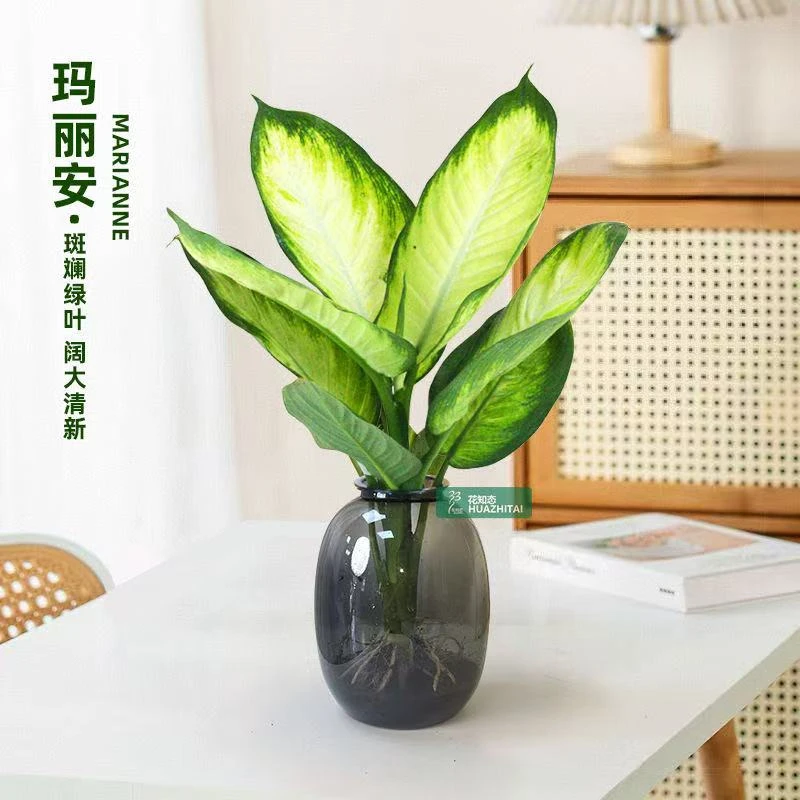 福利补贴【带大肚瓶】玛丽安盆栽室内客厅好养水培花卉绿植四季常青