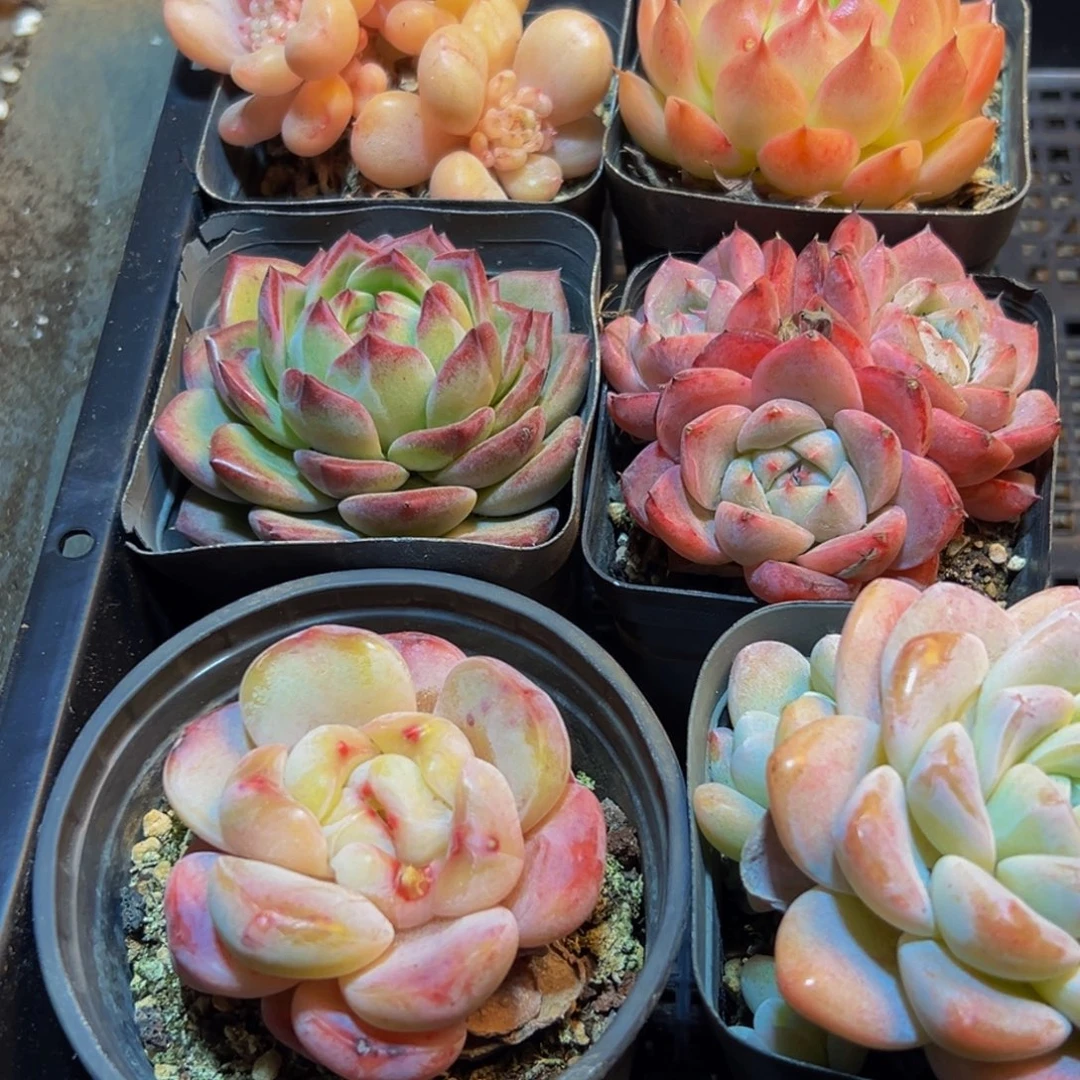 832多肉葡萄的味道是