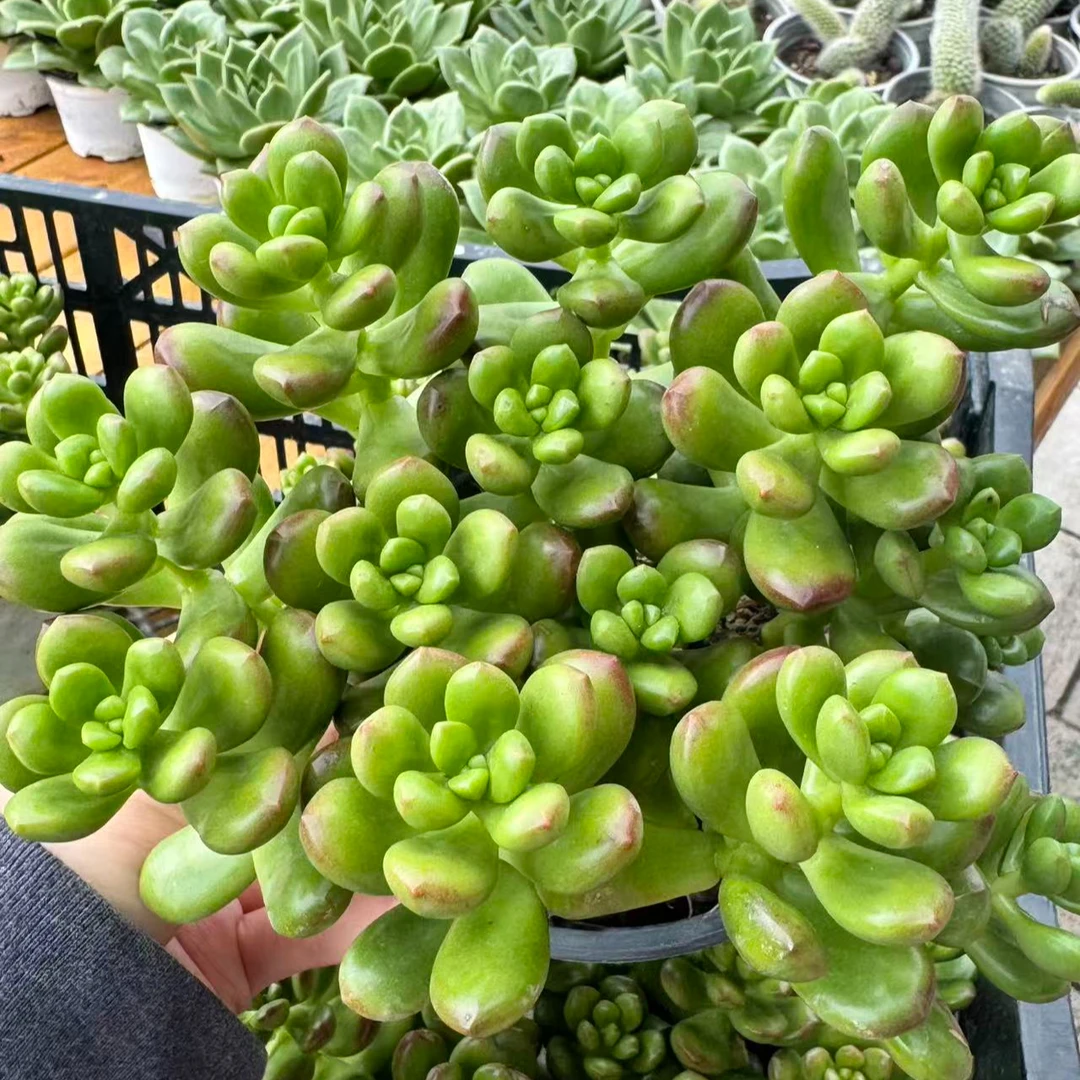 丸叶松绿带盆土120#）小付多肉现场直播云南斗南多肉植物基地室内