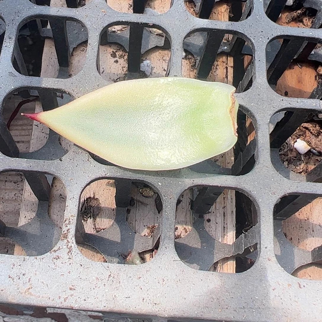 海***香多肉植物多肉植物