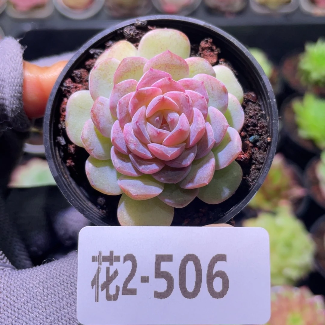 花利美2-506新品