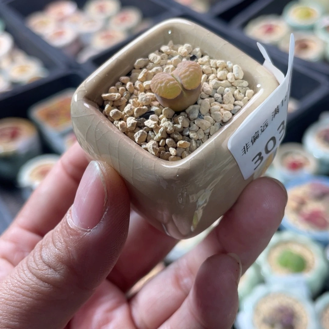 3032-一物一拍 带盆