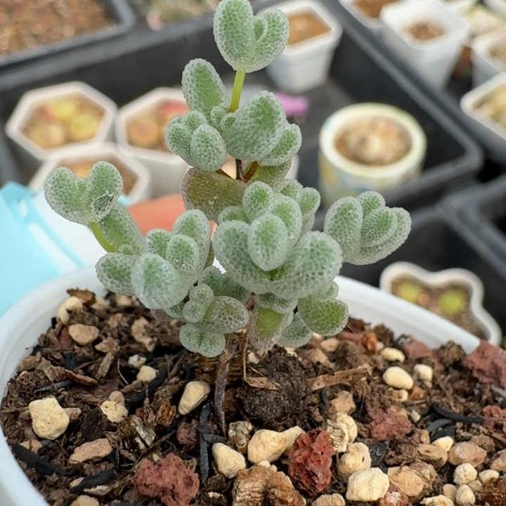 670莱斯枝干带盆发货