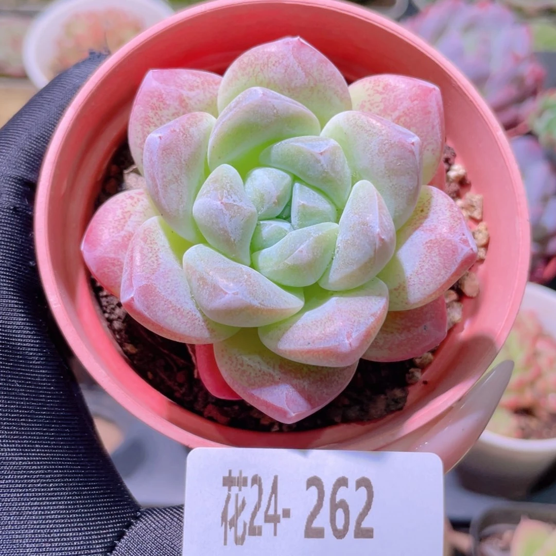 花利美24-262冰玉