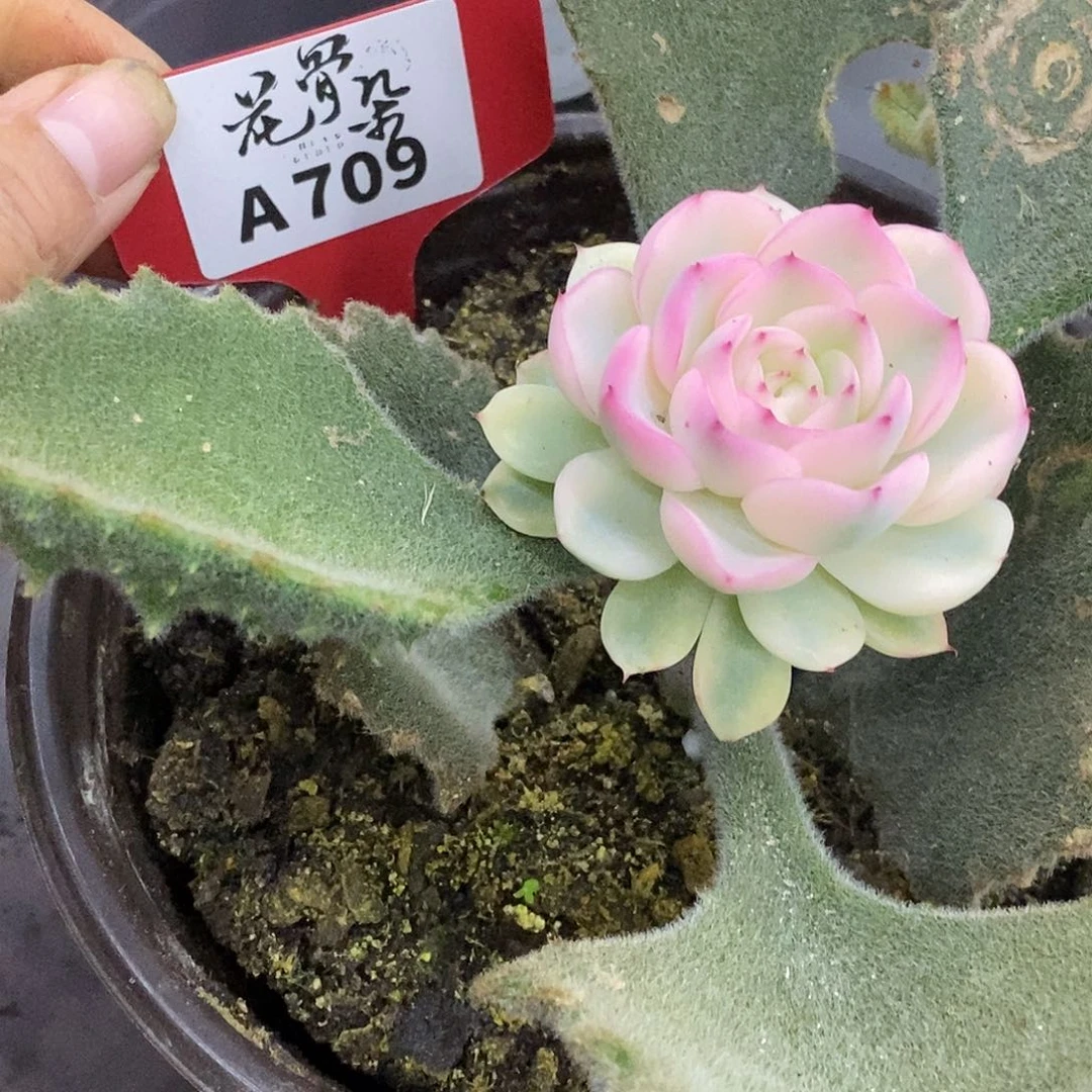 阿***佛709哈哈哈哈哈哈哈哈哈哈