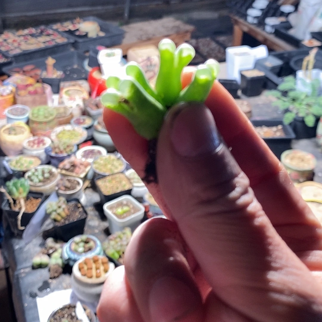 20390。 两颗骚粉。