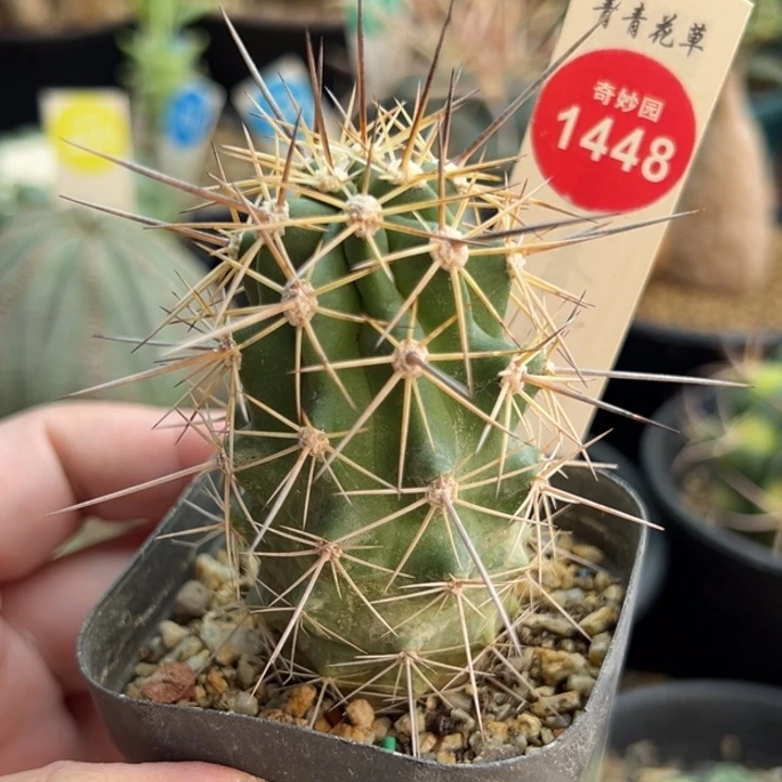 实生狂刺虾一棵仙人球