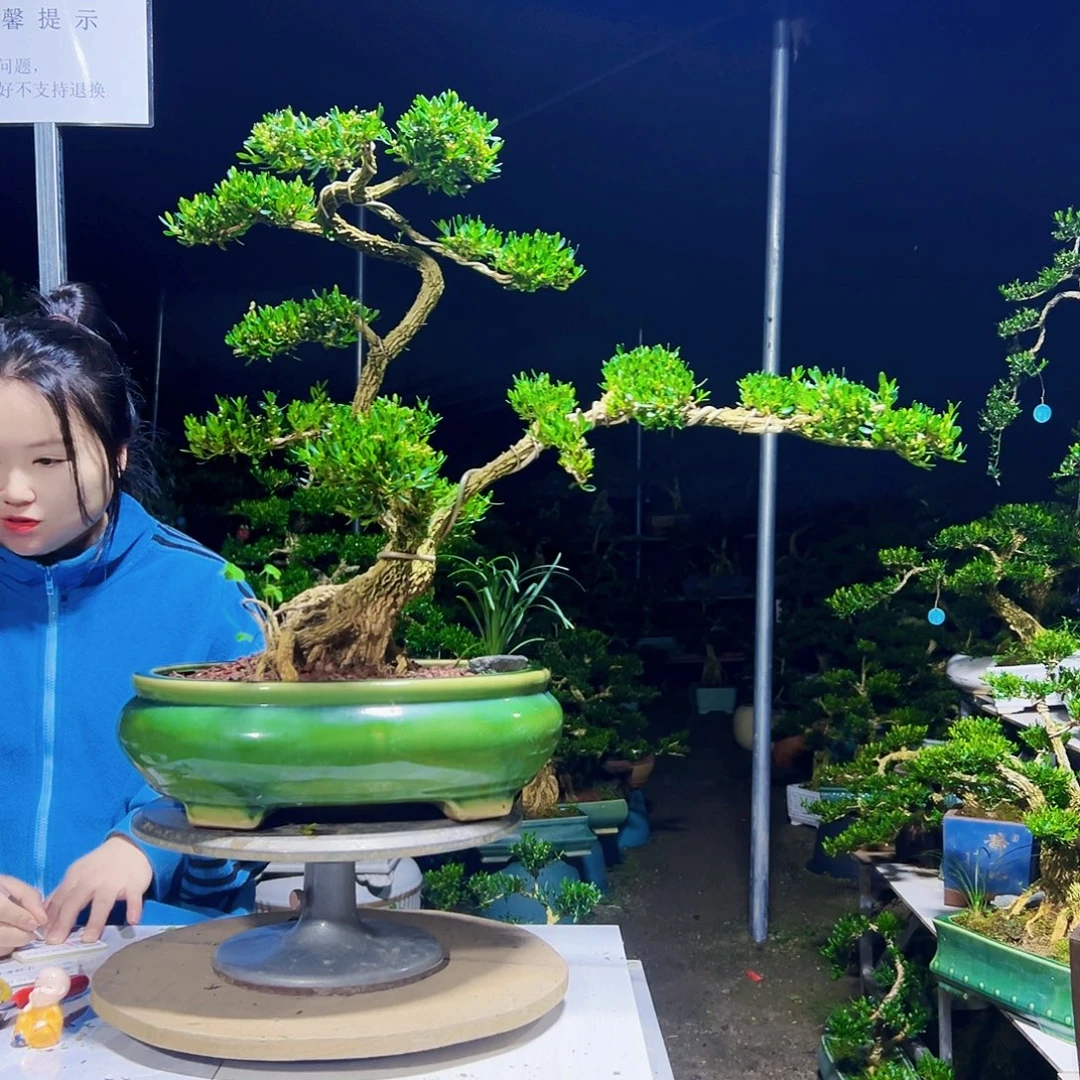 一***山无花朵黄杨木