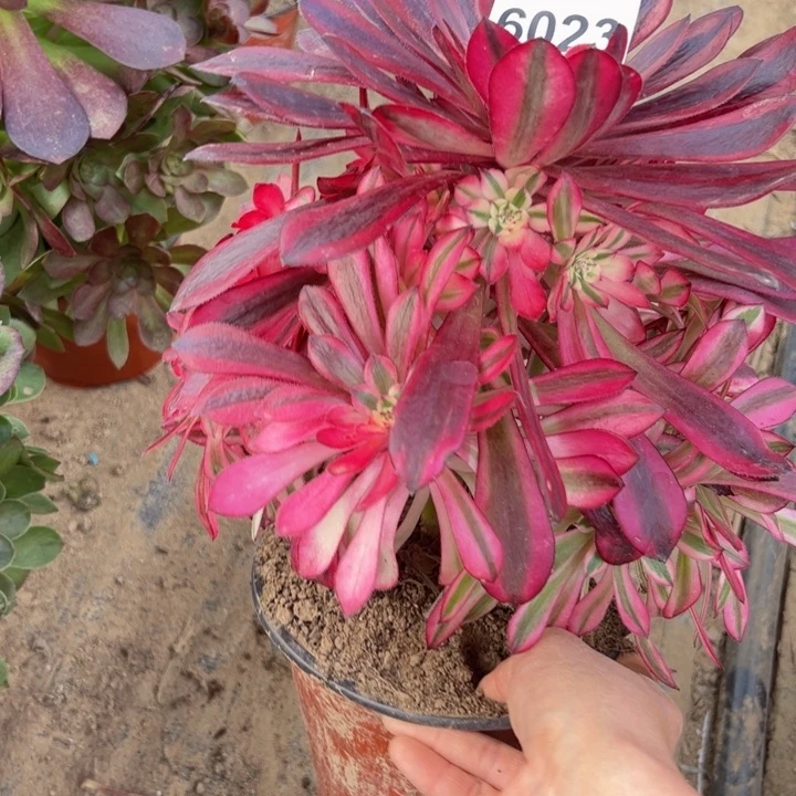 6023南黑桐柏多肉植物