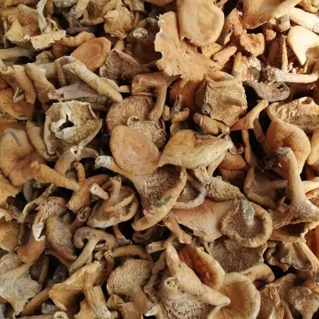 干货干蘑菇枞菌松树菌寒菌三九菇晒干的