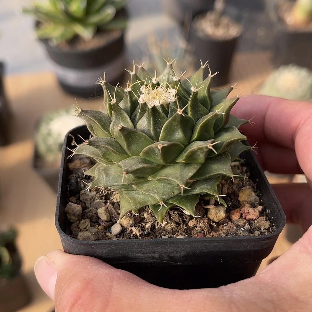 实生帝冠四大名球之一