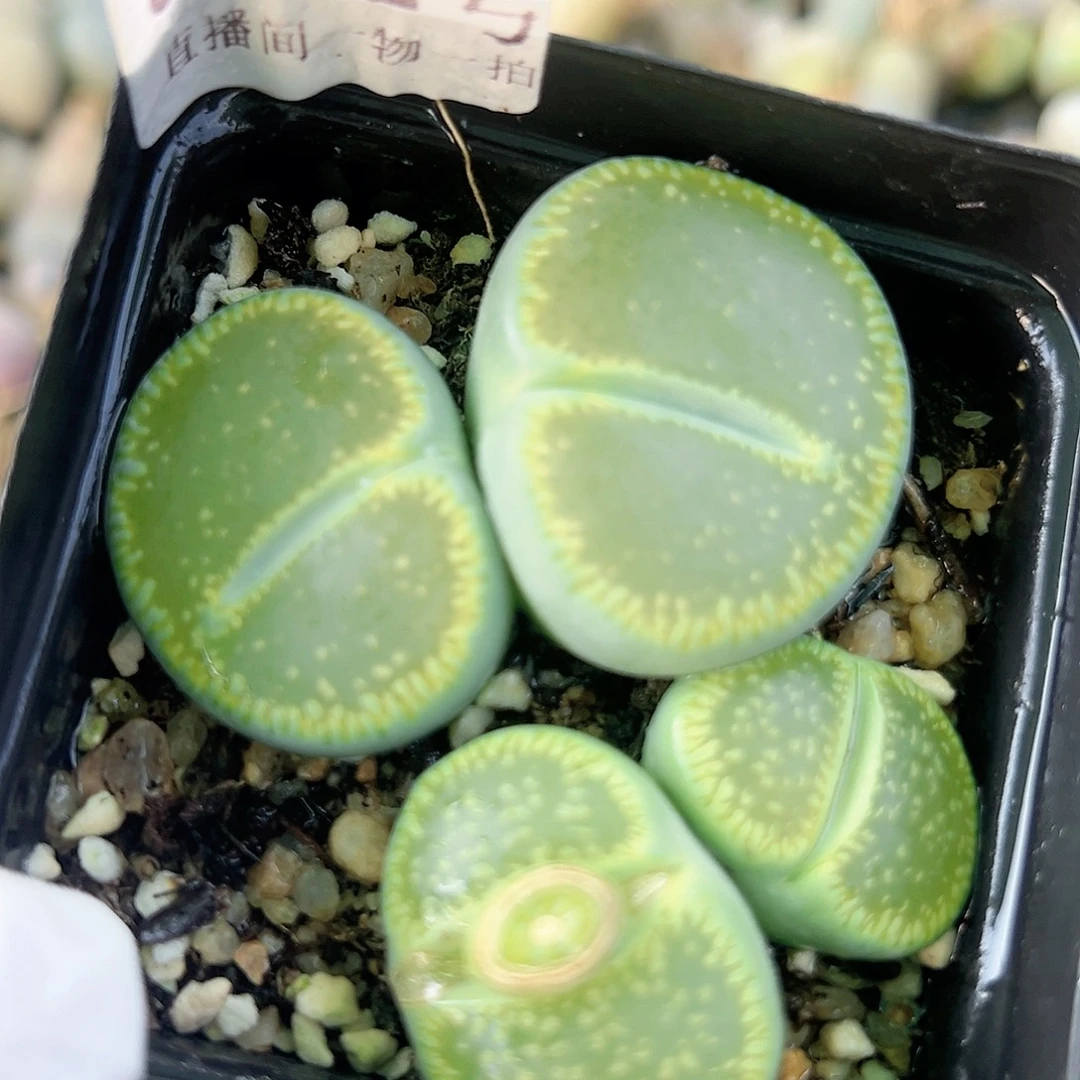 8472 好养易活生石花大母本两颗