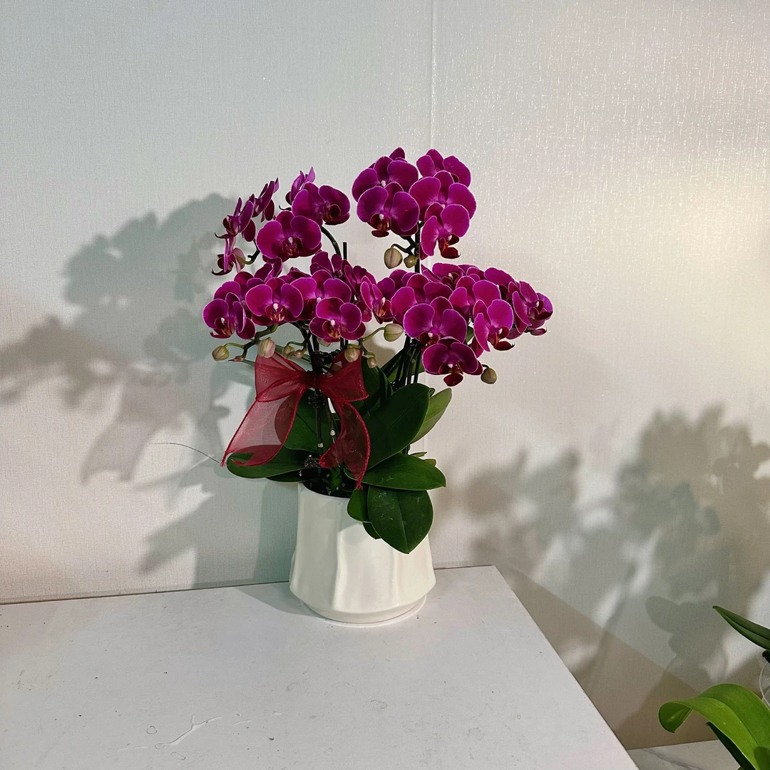 【莫雷利亚组盆（蜡质花）】（红色系）桌面花型易养耐开蝴蝶兰花卉盆栽